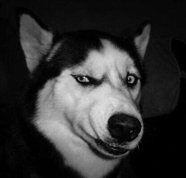 怎样判断哈士奇是否是纯种,怎样判断哈士奇是否纯种的