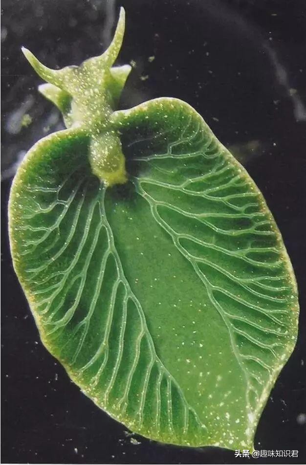 每日更新科普各种奇妙冷知识,小知识科普冷知识