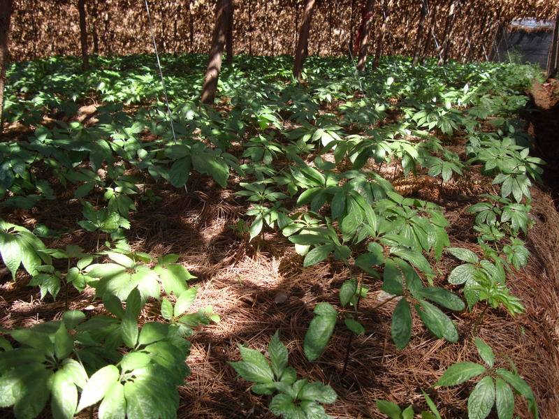 三七根腐病的发病原因,三七根腐病症状有哪些