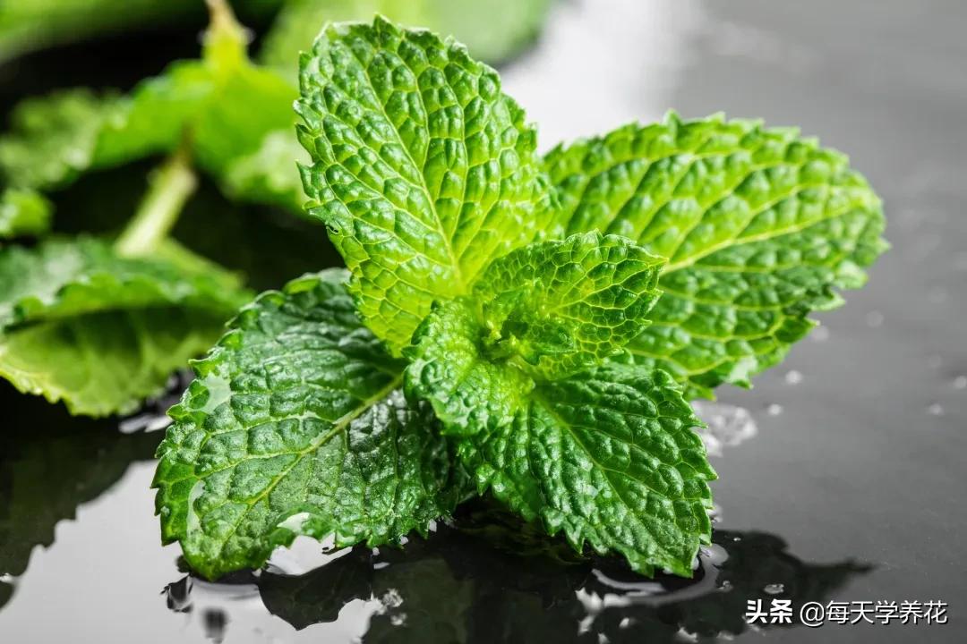刚发芽的薄荷苗可以水培吗,薄荷能不能水培