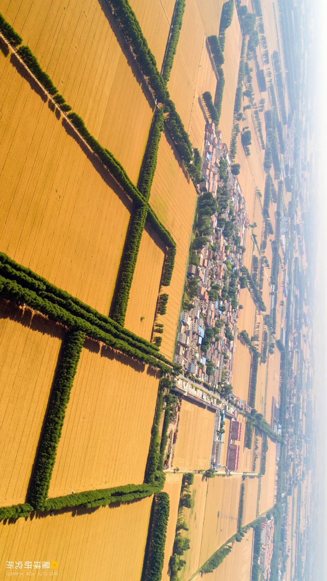 中国植树造林面积,中国植树造林成果国外有什么看法