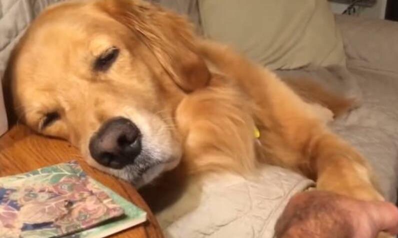 金毛犬拉稀怎么回事,金毛犬拉稀有什么症状