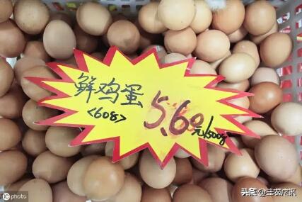 2023年养蛋鸡的行情前景如何,2023养蛋鸡行情怎么样