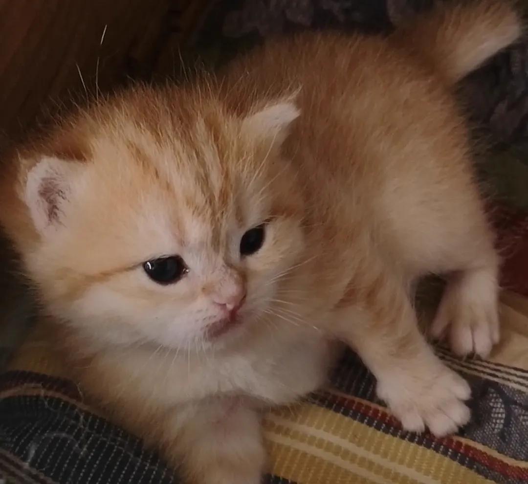 母猫在什么情况下会叼着宝宝挪窝,母猫没精神控制不了大小便