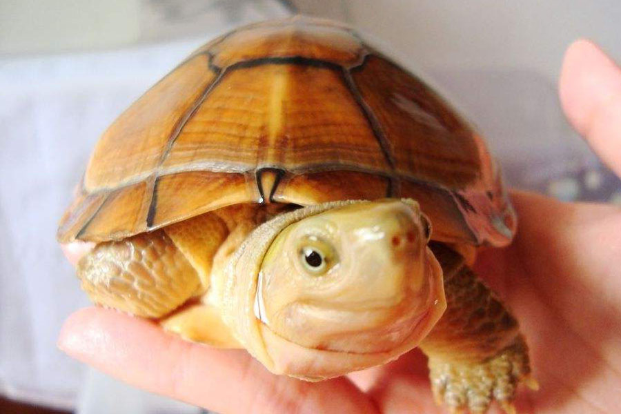 别让好心办坏事,别让好心办了坏事议论文