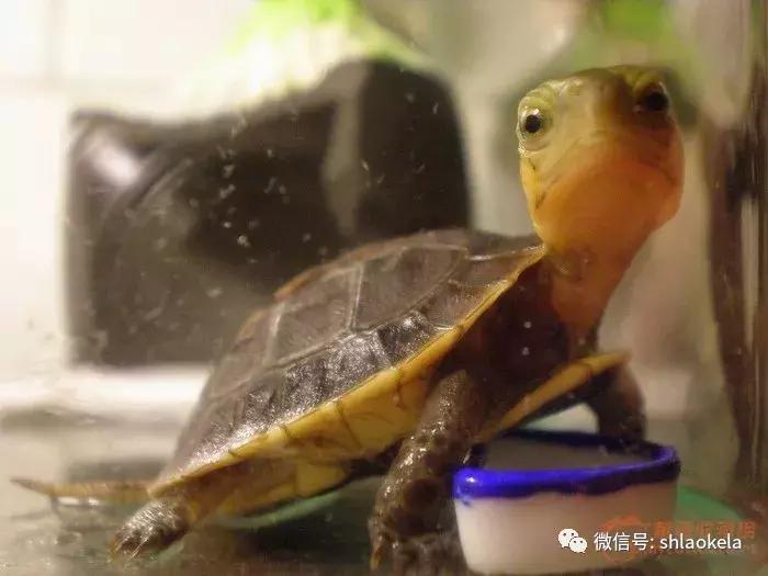 黄缘龟喜欢的植物,黄缘龟有灵性吗