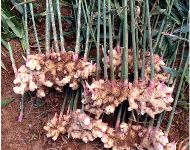 生姜种植的方法和步骤,生姜种植的方法可简单了