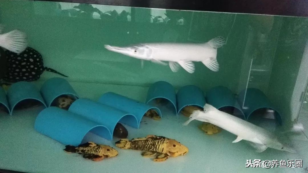 这位土豪家的渔场，光滤材就花了500多万，你确定不要见识一下？