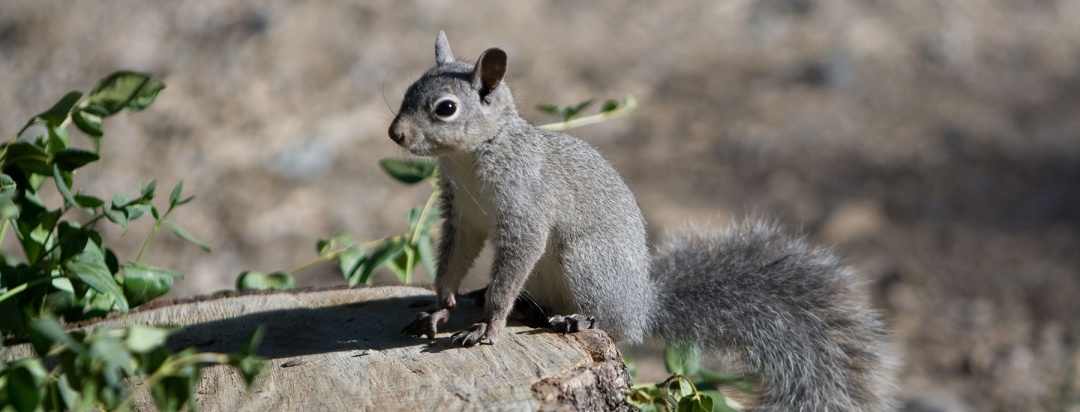 大尾巴鼠与松鼠的区别,大尾巴松鼠和小尾巴兔