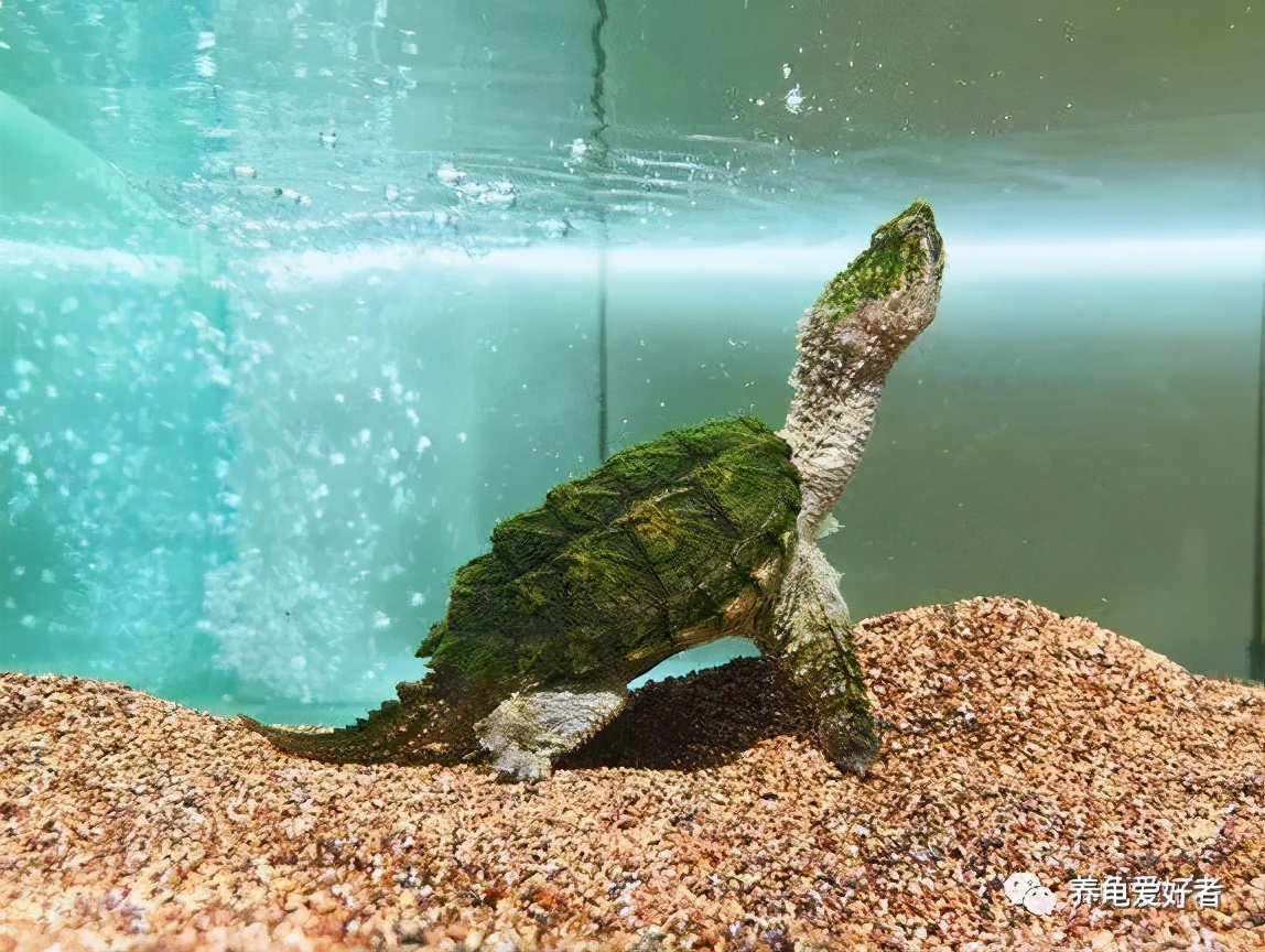 各种养龟小知识,最省钱的养龟方法