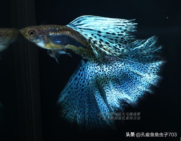 孔雀鱼100条,孔雀鱼20缸10条鱼