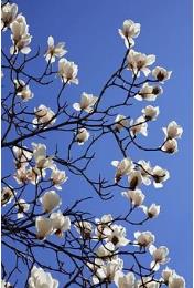 期货黄金交易技巧,黄金外汇开仓技巧