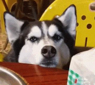 关于狗狗拉肚子的常识,关于狗狗的呕吐治疗