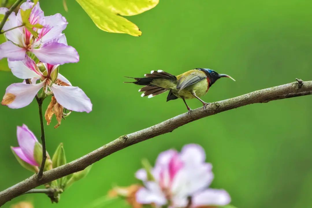 「生态」我在恩平很幸福