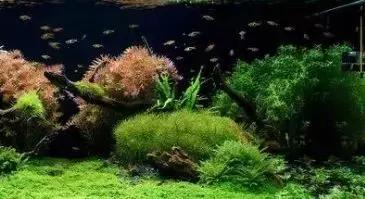 家装室内水系造景设计,家居鱼池假山布局