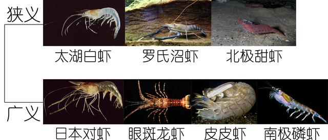 虾说,这是一篇让你不仅会吃,还会认……一文解决“虾”认识