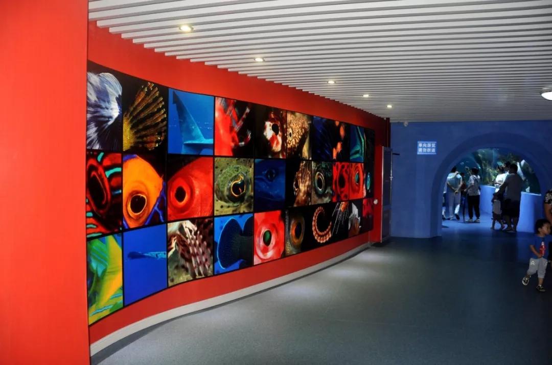 海底世界搬到自己家,海底世界聊城入园