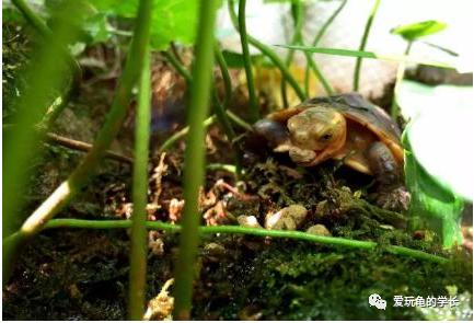 黄缘龟该如何造景,黄缘龟造景用河沙