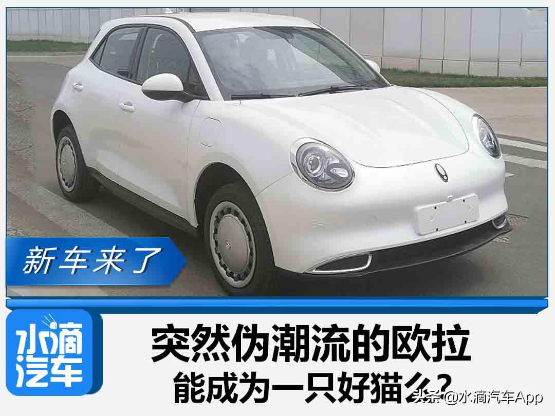 突然伪潮流的欧拉,能成为一只好猫么?