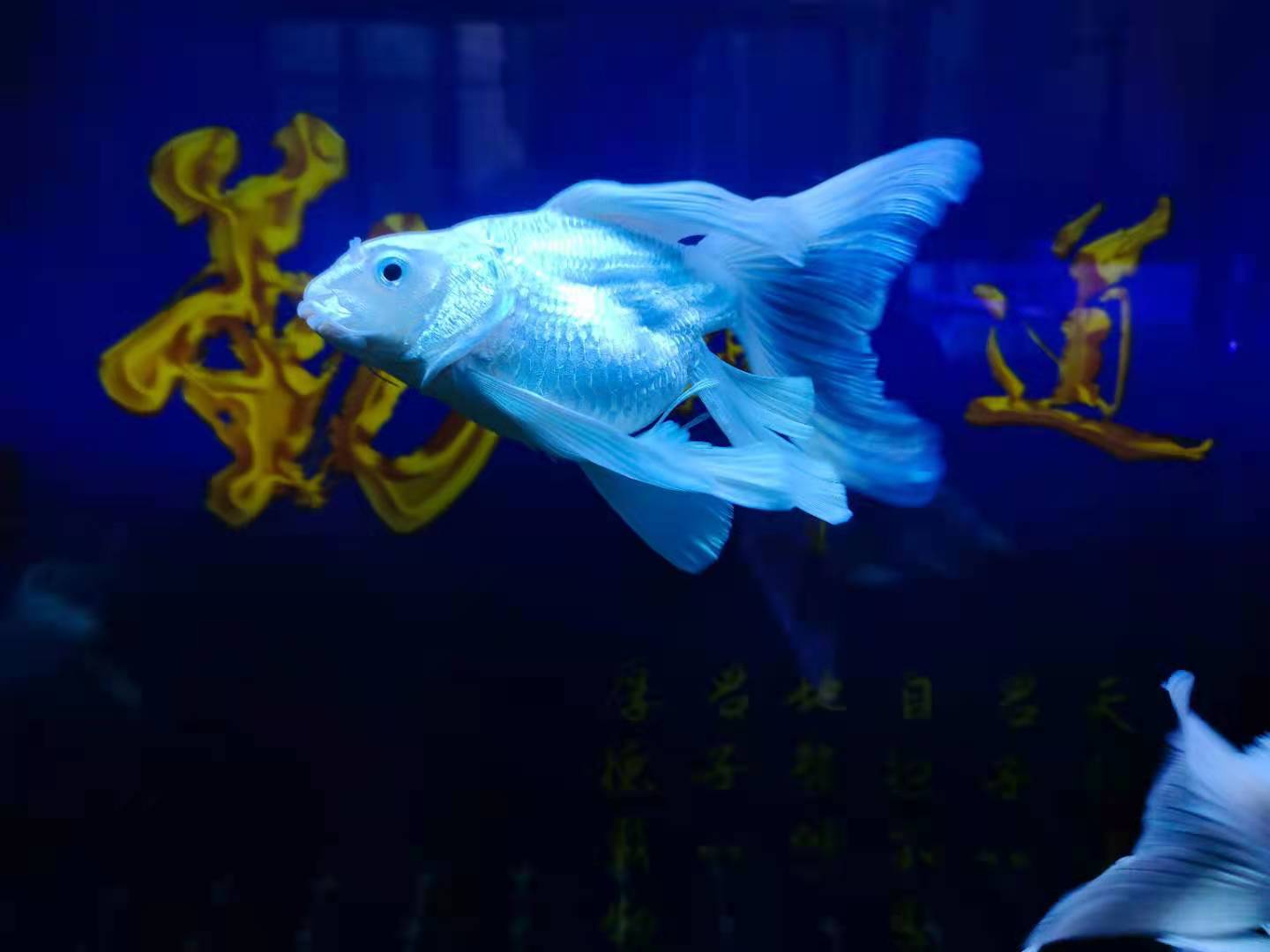 养鱼和清理鱼缸的最佳时间,养鱼多久清洗一次鱼缸