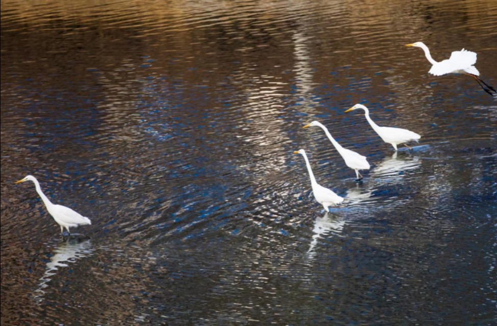 衡水湖有多美丽,七月衡水湖