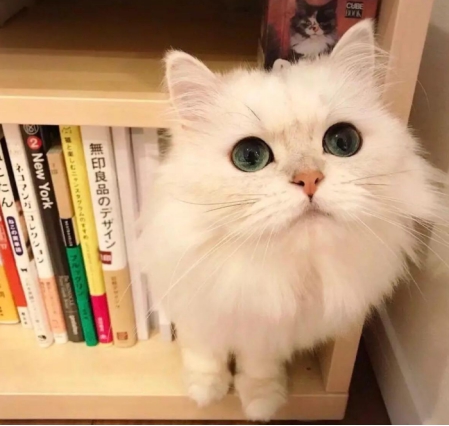 猫咪口吐白沫怎么办？呕吐正常吗？铲屎官必须知道这些养猫常识