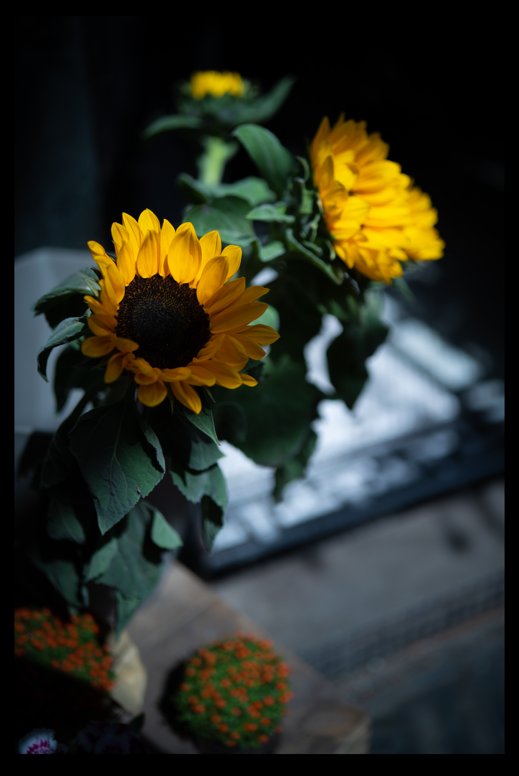 福伦达35mm1.5镜头好不好,福伦达35f2镜头评测