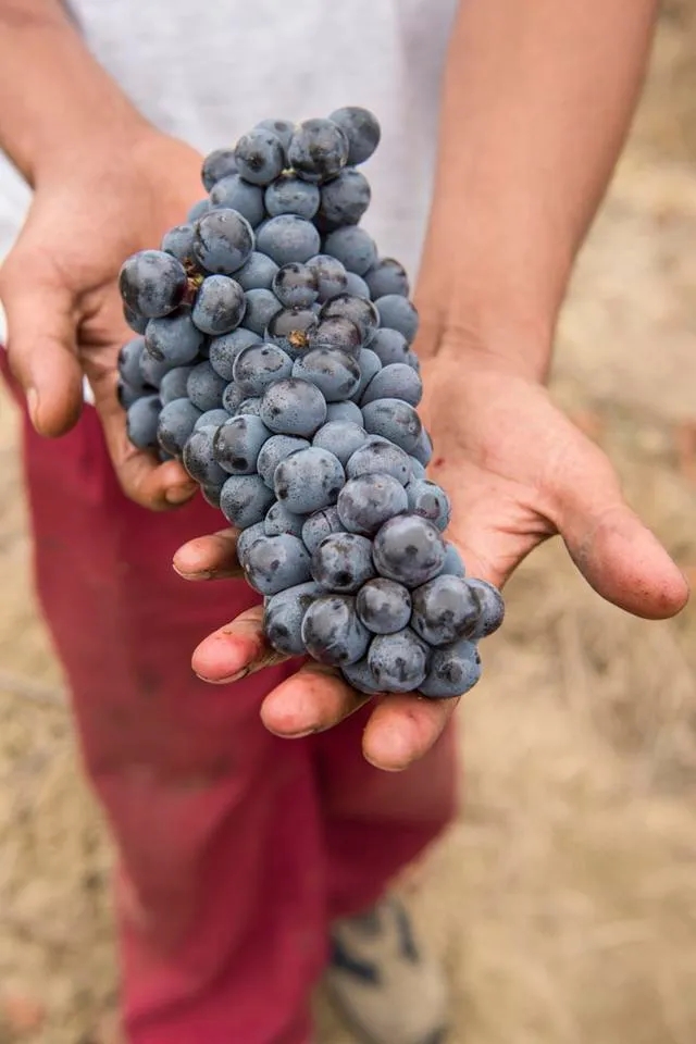 什么是达芬奇的葡萄美酒乐园？我们现在就带你研究