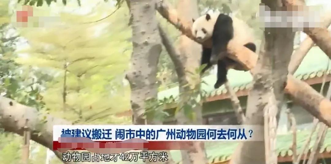 广州动物园搬迁,广州动物园要关闭了吗