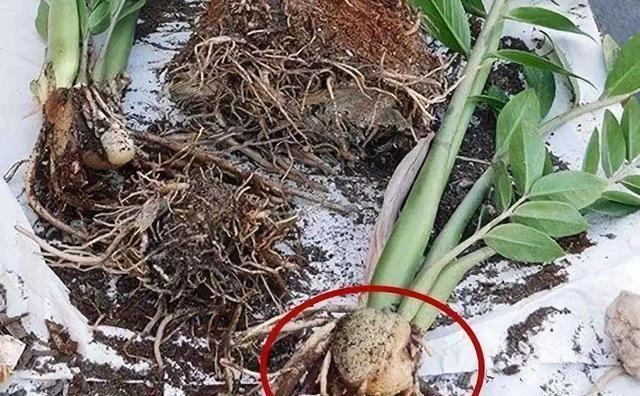 养金钱树小窍门,养金钱树用营养土行吗