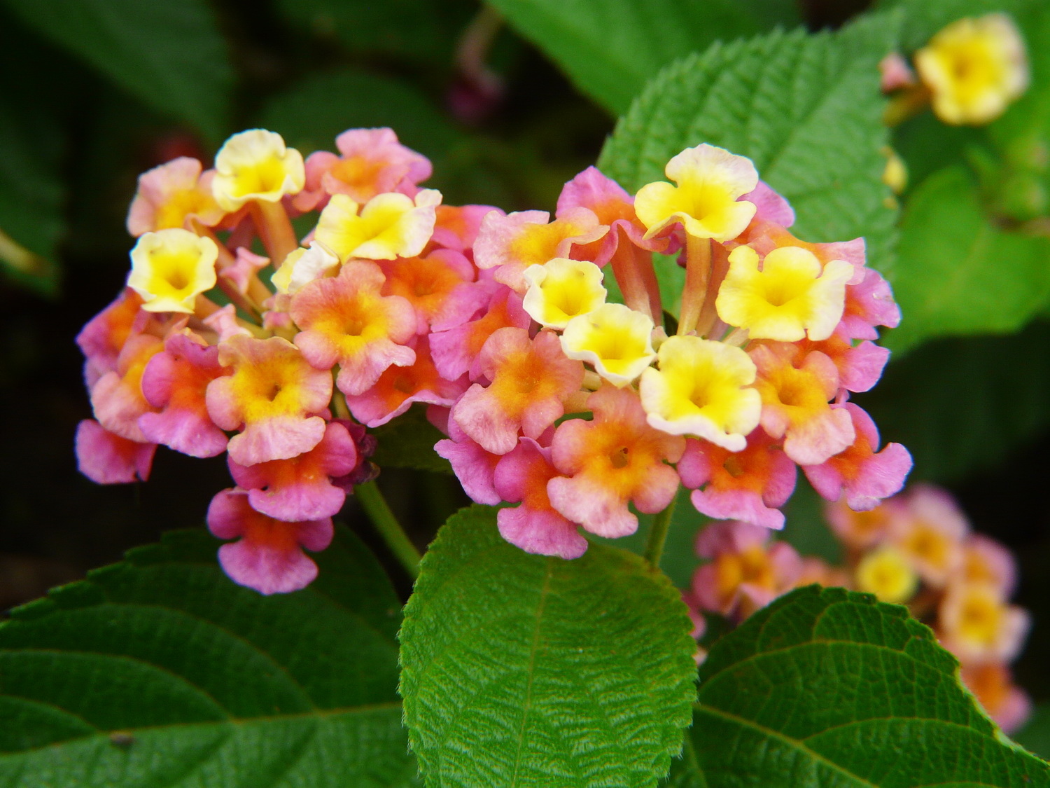 植物世界丨40款人见人爱的爆火花卉居然都是入侵植物，丢弃要犯罪