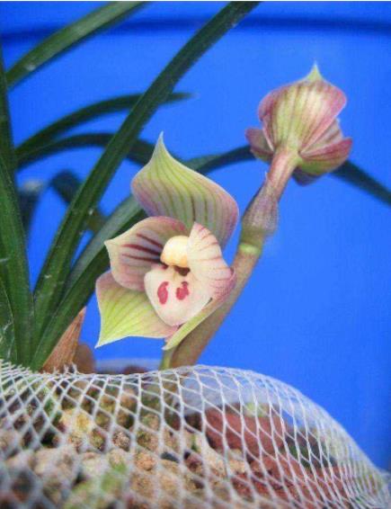 国兰蕙兰,姜氏荷介绍