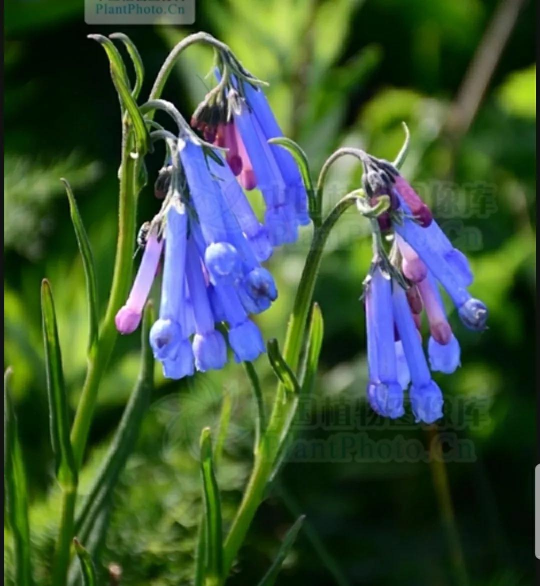 芳踪难觅濒危花!清新治愈篇:沙漠高原是吾家,豹子花的春天来了