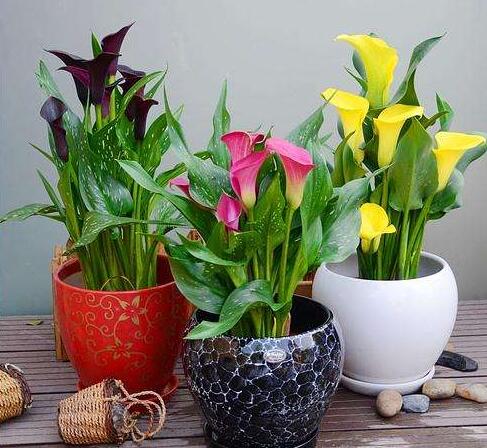 这4种花1月份就开花,3月开始5种花随便养开花多长得快