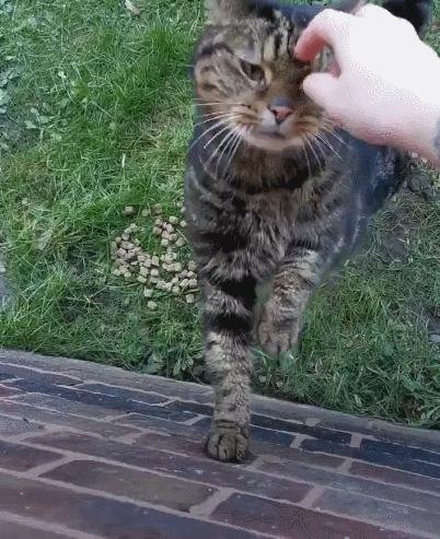 养了十多天的猫损失了几万元,偷偷养只猫最后全军覆没