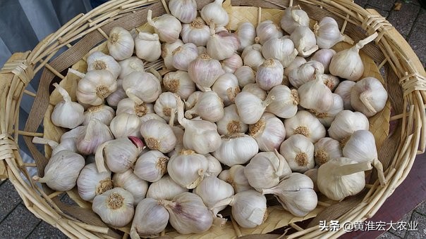 炒作大蒜是不是风险很大,炒作大蒜被判刑