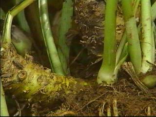 辣椒辣嘴蒜辣心,辣椒辣嘴又辣心