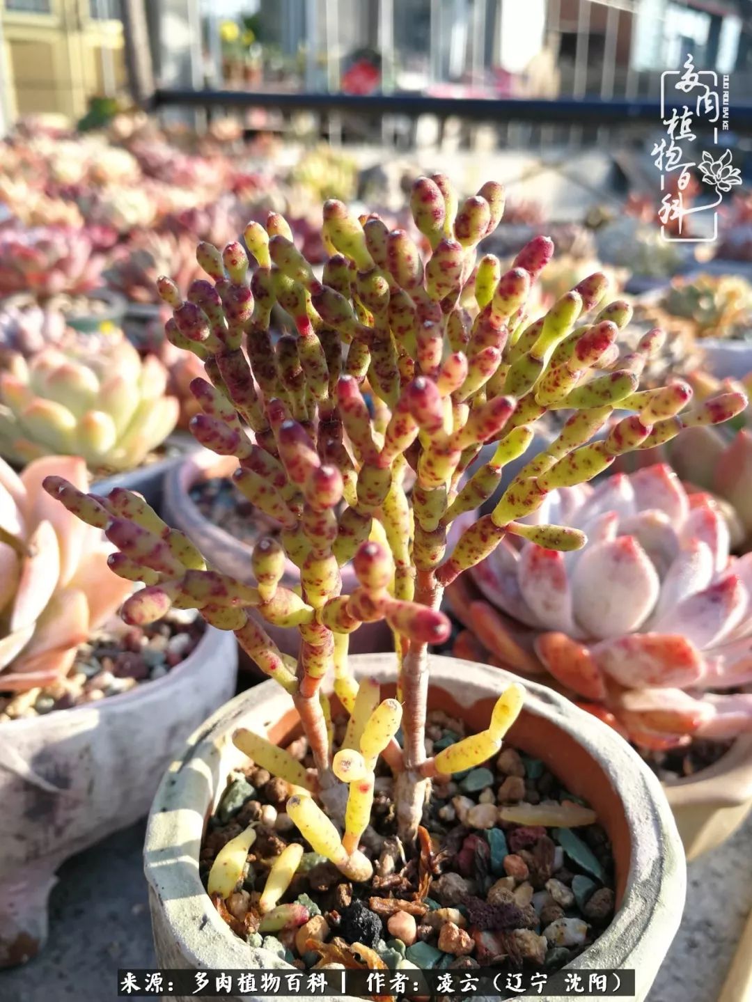 秋闲赏多肉，话育儿，亲生的自家娃，总有一刻让你怦然心动