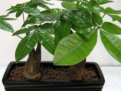 发财树根部枝条太多太细怎么办,发财树太细剪断能活吗