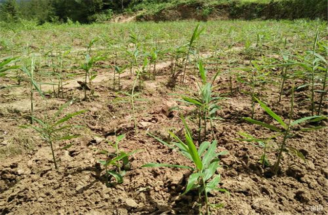 怎样种植一沟双排生姜得高产,于师傅生姜高产技术讲座十二期