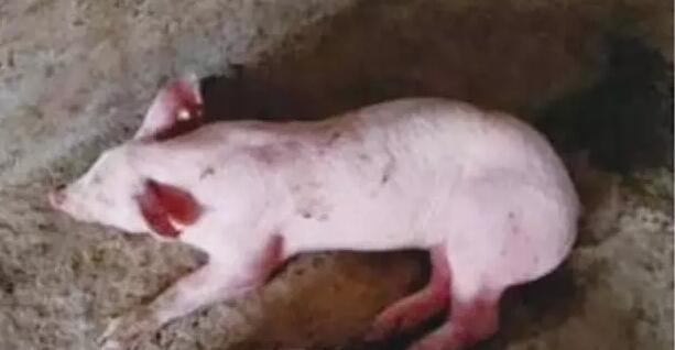 呕吐拉稀是支原体吗,猪尖叫转圈是伪狂犬吗