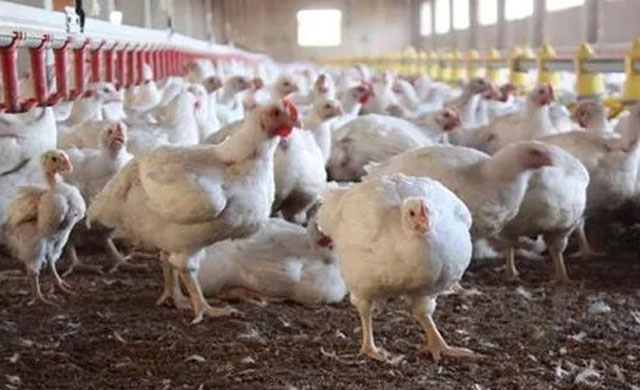 养殖鸡流泪什么病啊,鸡有哪些病及防治