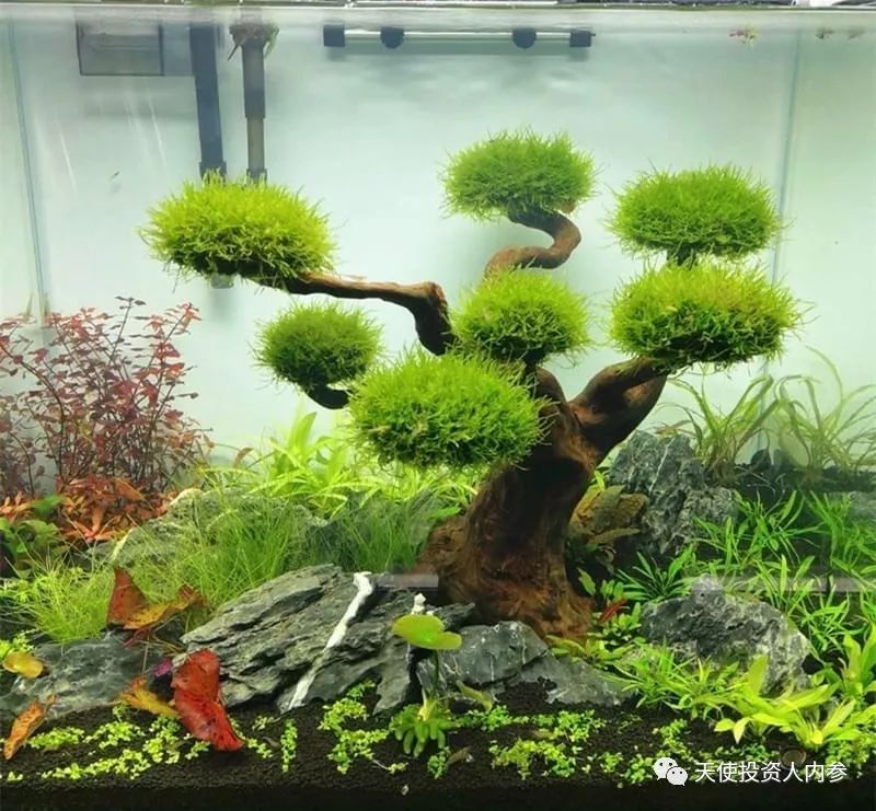 「我是创始人」034:凡高@跨境动植物电商MyHomeNature