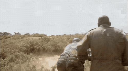 长颈鹿数量稀少吗,白色长颈鹿是怎么走向灭绝的