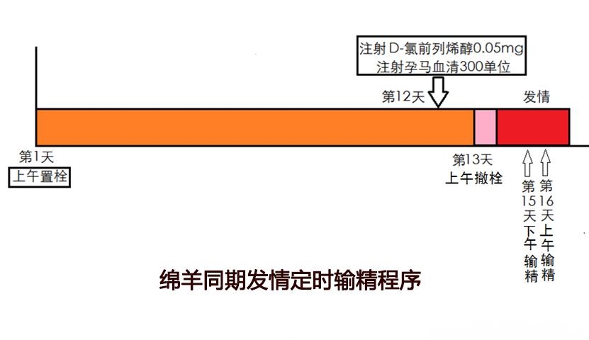 羊同期发情的第一天，主要的工作就是放栓。