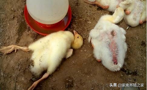 鹅啄羽的原因是什么,鹅啄羽的原因及防治方法