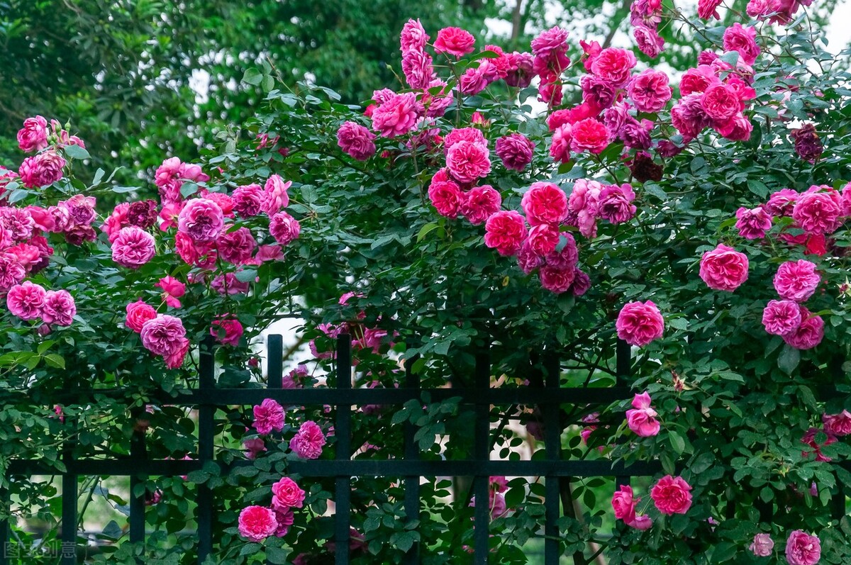 狼牙棒花可以栽家里吗,狼牙棒适合种什么花