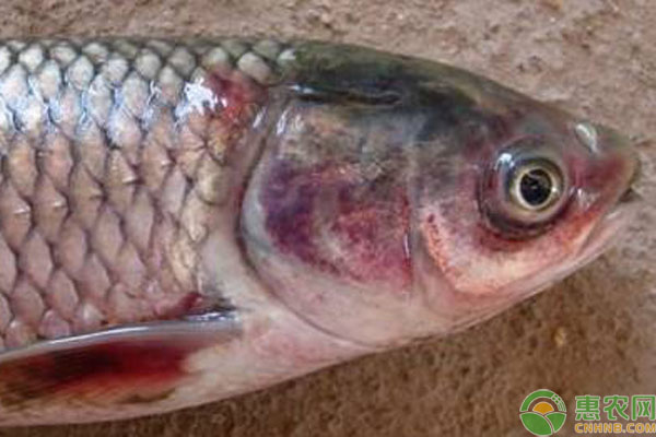 鱼身上有红点烂尾怎么回事,鱼身上有红斑烂尾怎么办