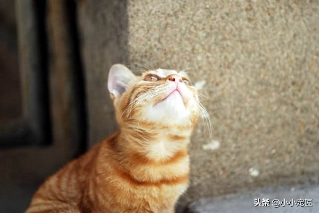 长期给猫吃过多的食物会怎样,这些东西千万不要给牛吃