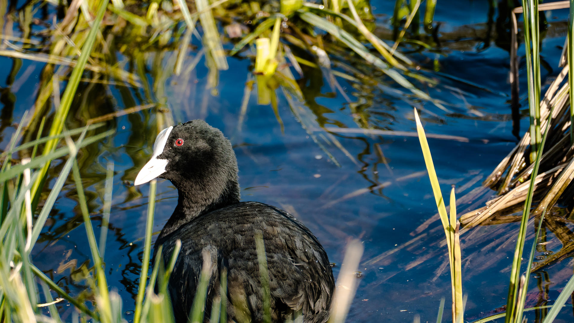 白骨顶鸡夜晚习性,白骨顶鸡几级保护